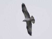 Fischadler (Pandion haliaetus) 45